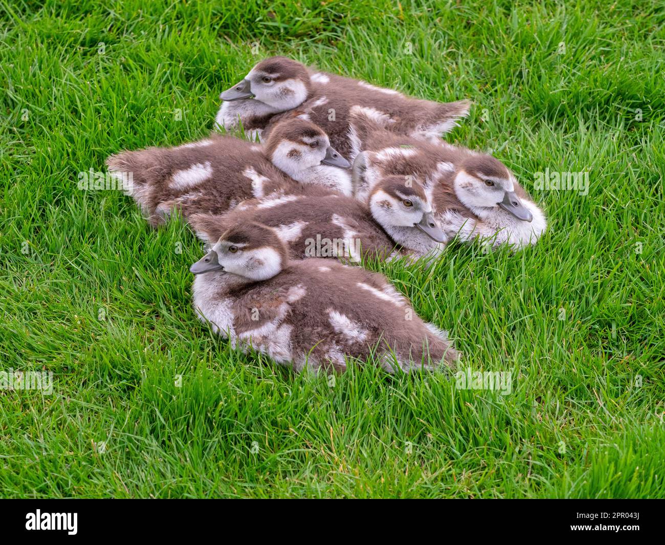 Egyptain Goose Alopochen aegyptiacus newly hatched goslings.Norfolk Broads UK Stock Photo