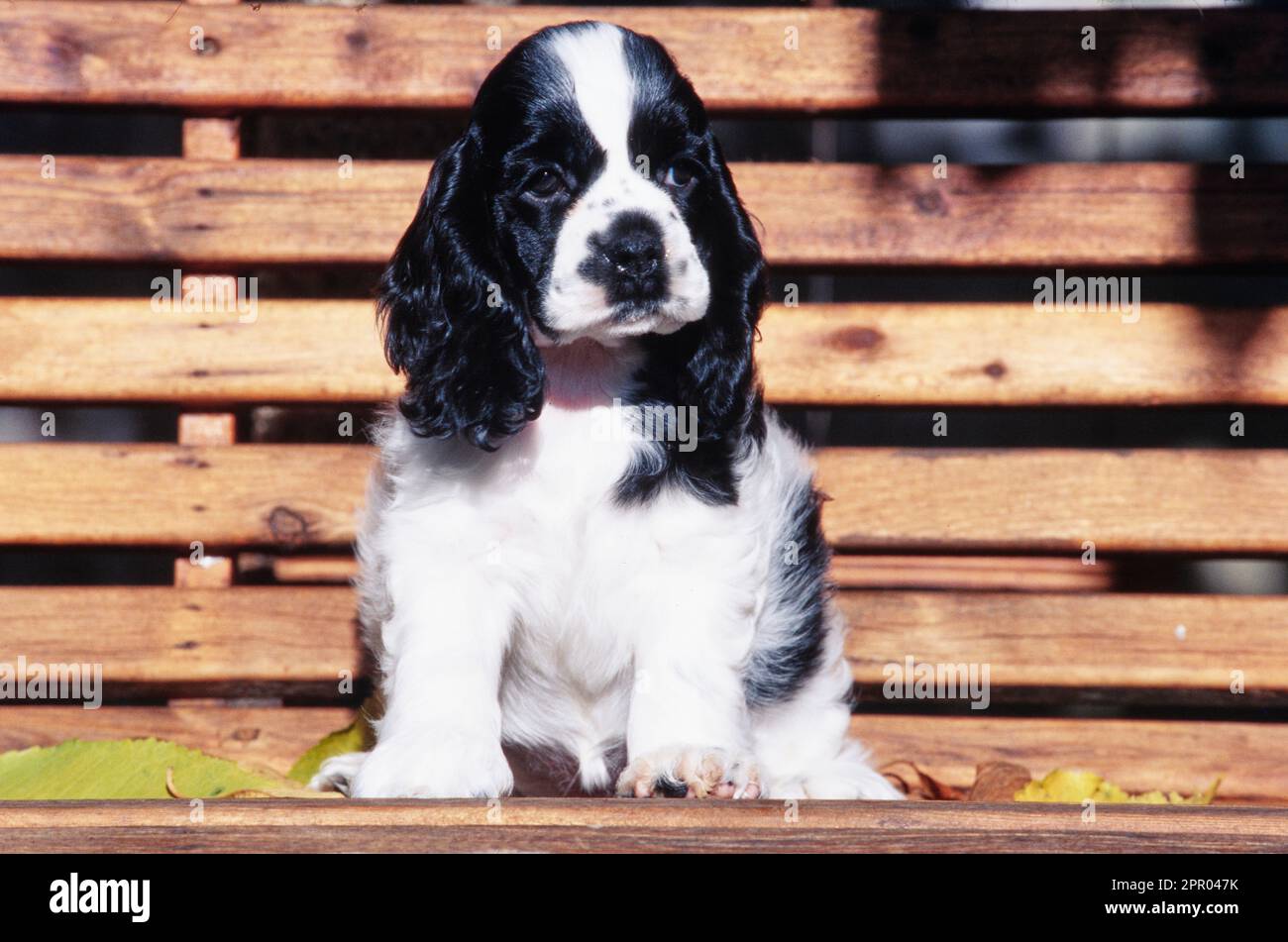 American Cocker Spaniel puppy sitting on wood bench outside Stock Photo
