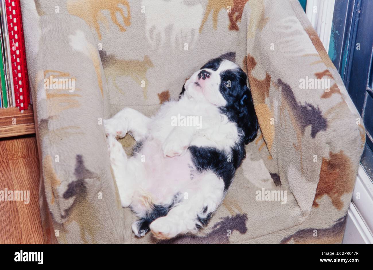 American Cocker Spaniel puppy laying on its back in chair with horse design Stock Photo
