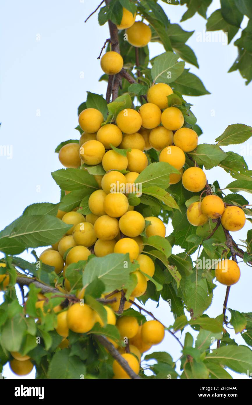 On the branches of the tree ripen fruits of plums (Prunus cerasifera). Stock Photo