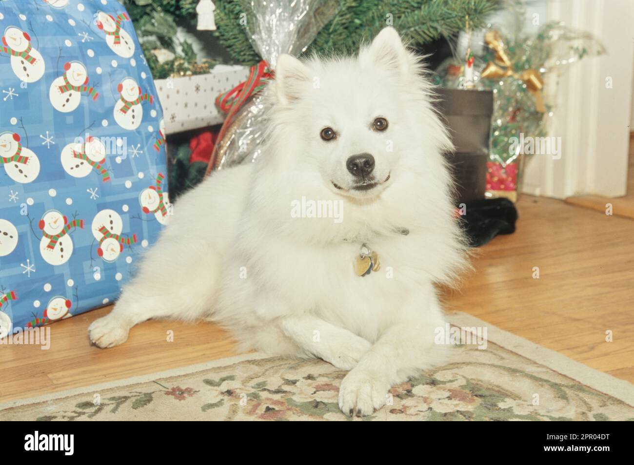 American Eskimo dog laying down sitting pretty inside next to holiday presents under Christmas tree Stock Photo