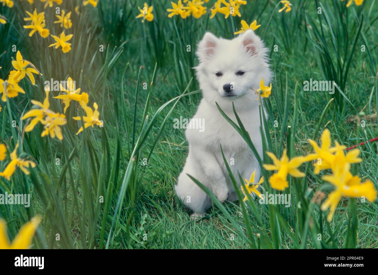 American Eskimo puppy sitting amongst tall yellow flowers outside in field Stock Photo