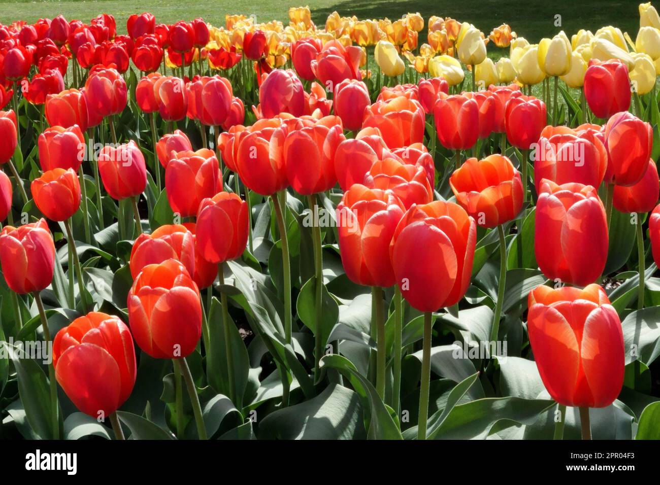 Garden, Red, Tulips, Darwin hybrid Tulip, Tulipa Ad Rem Stock Photo