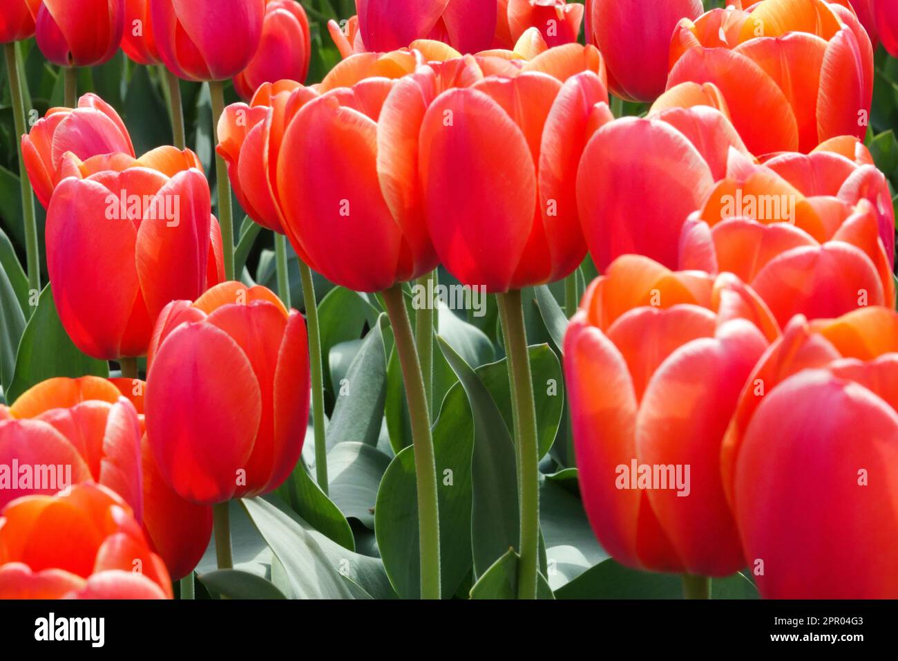 Darwin hybrid Tulip, Tulipa 'Ad Rem', Red tulips Stock Photo