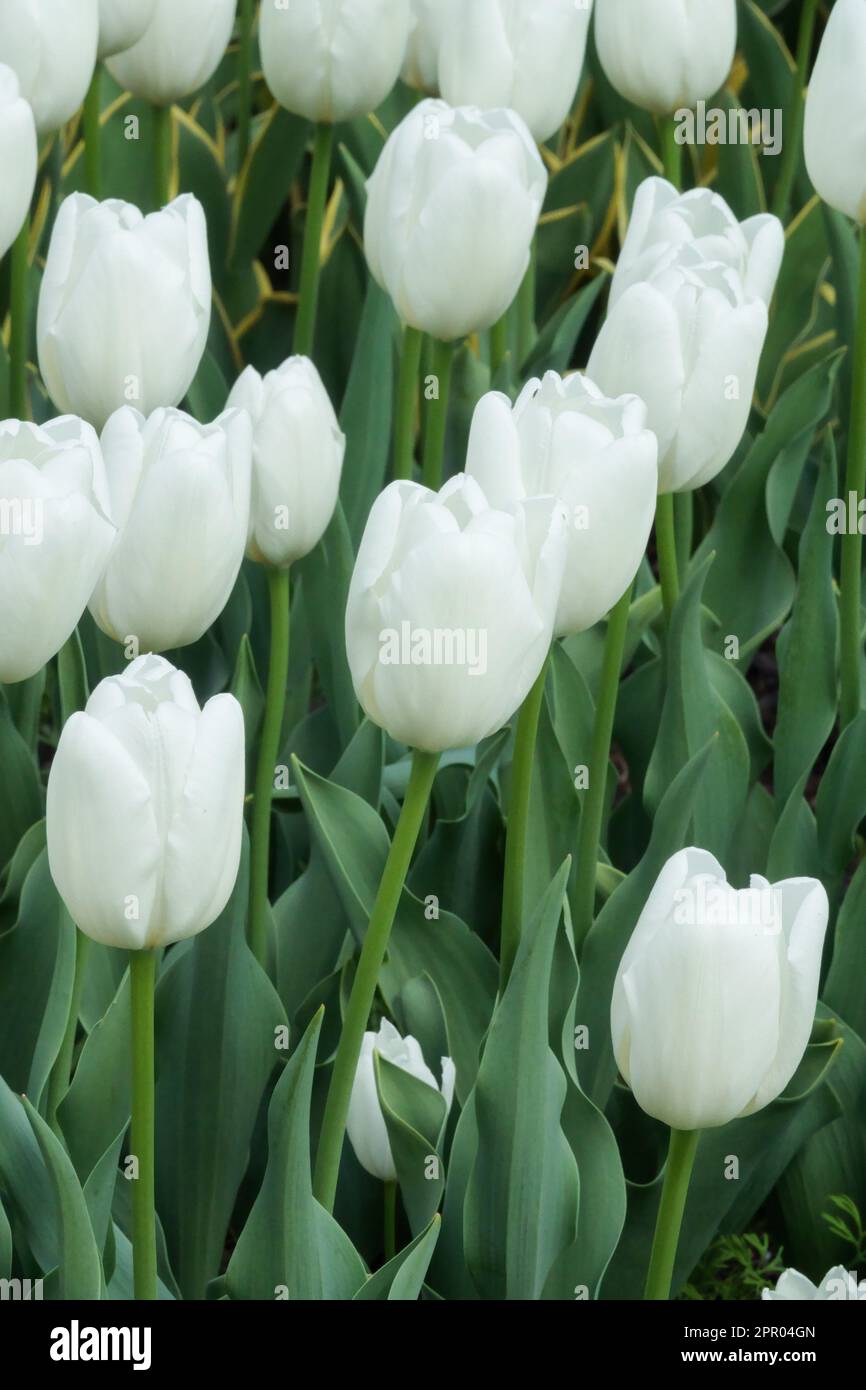 Darwin hybrid, Group, Darwin Tulip, Tulipa 'Hakuun', White tulips Stock Photo
