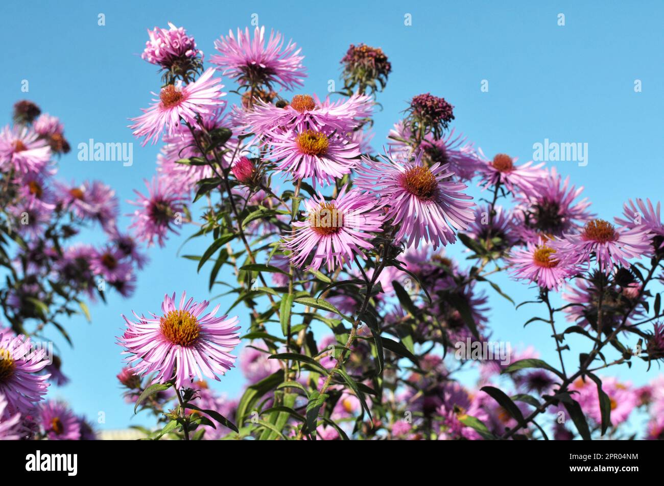 Yellow asters blooming in hi-res stock photography and images - Alamy