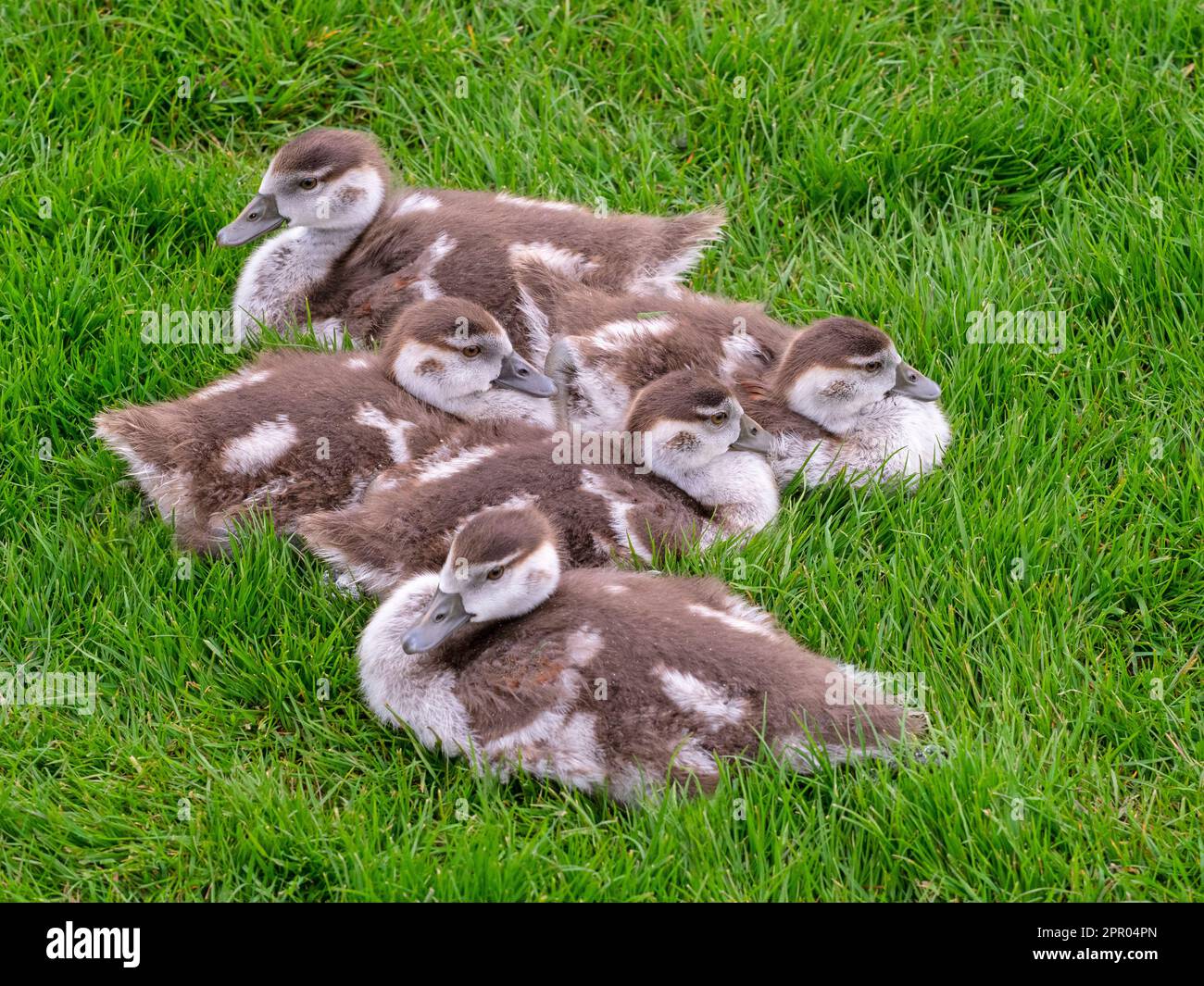 Egyptain Goose Alopochen aegyptiacus newly hatched goslings.Norfolk Broads UK Stock Photo