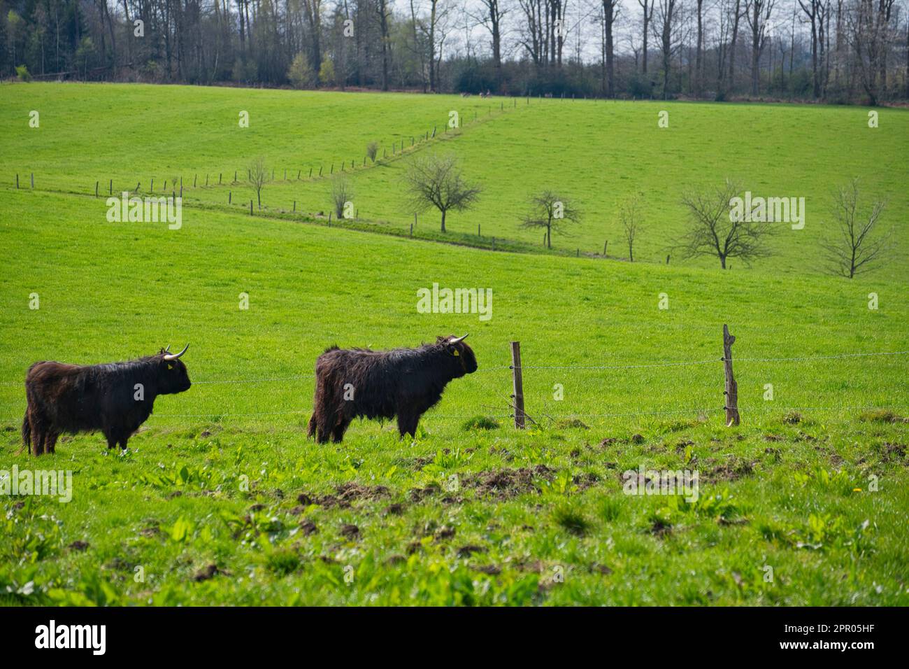 Scottish highland cattle on a green pasture, black cattle Stock Photo ...