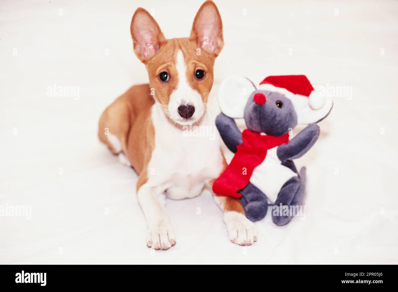 Toy basenji 2025