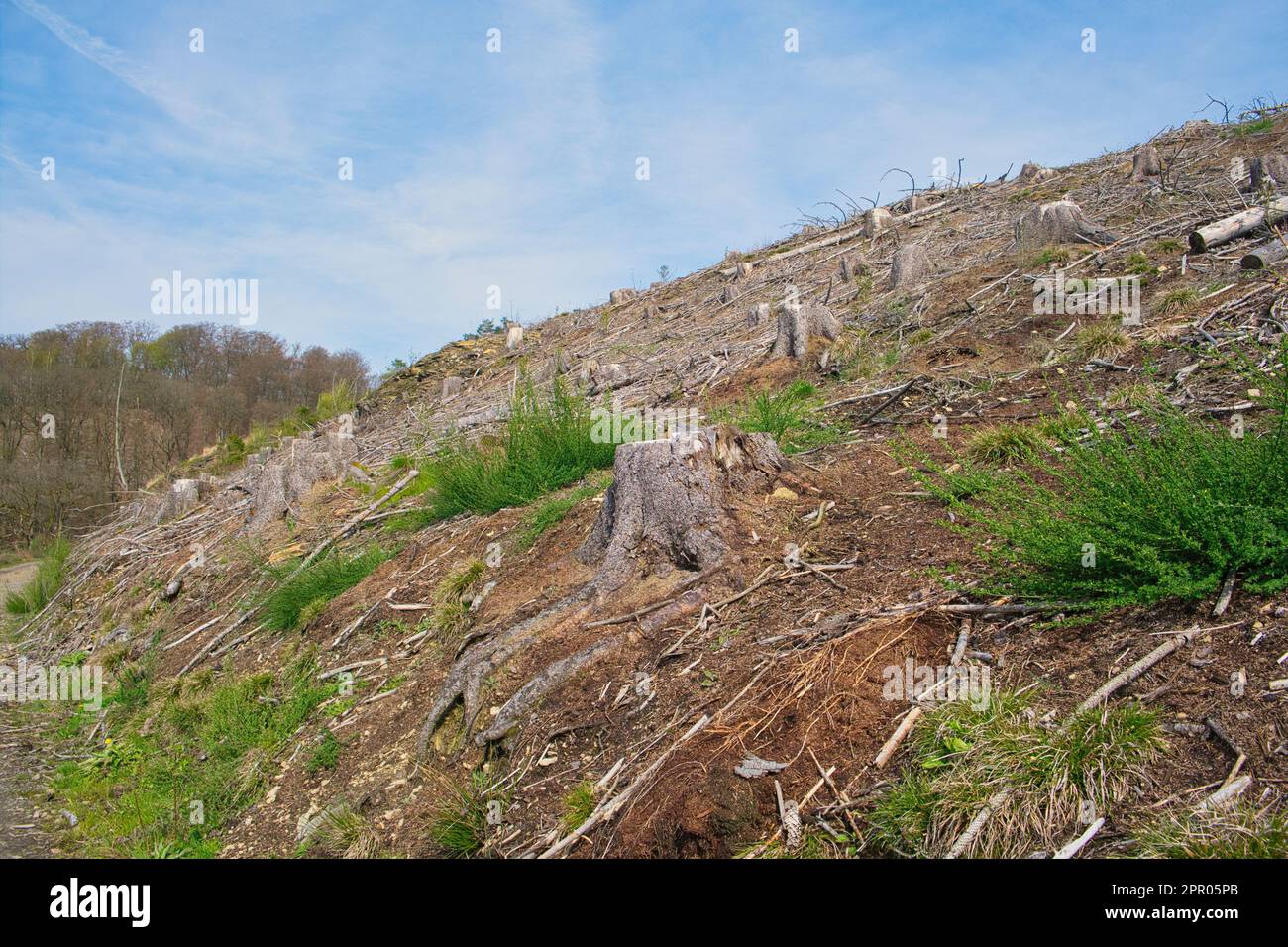 Landscape with significant environmental damage, felled trees, drought ...