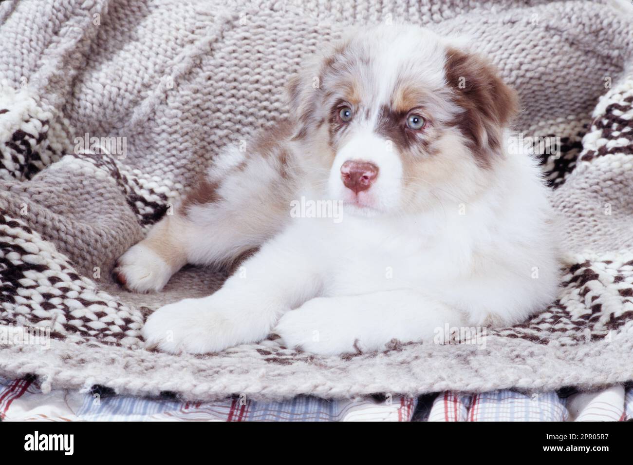 Australian Shepherd puppy sitting on woven blanket Stock Photo