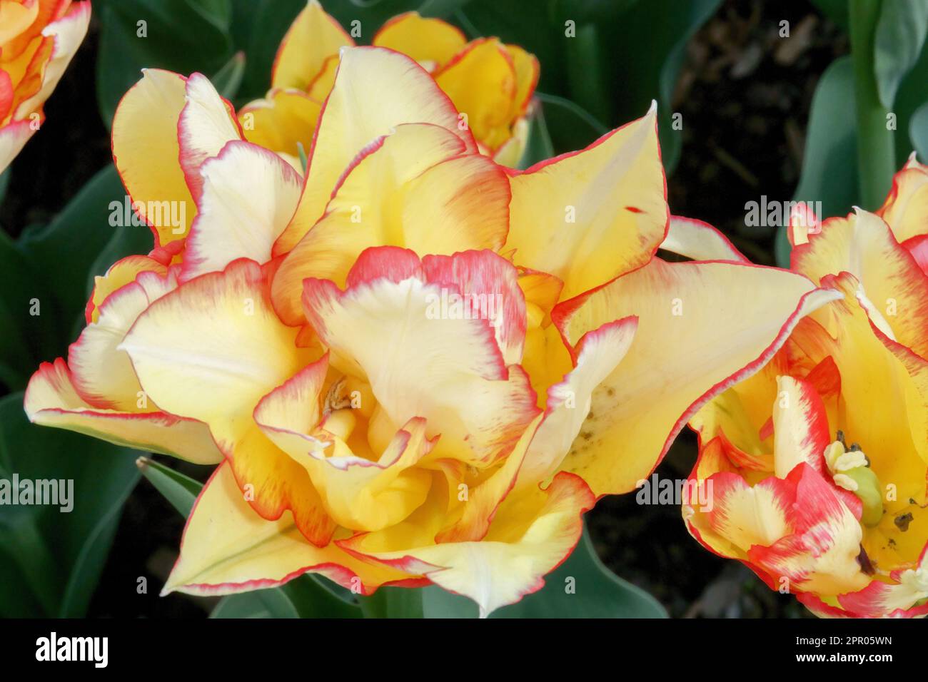 Double Early Tulip, Tulipa 'Aquilla' Stock Photo