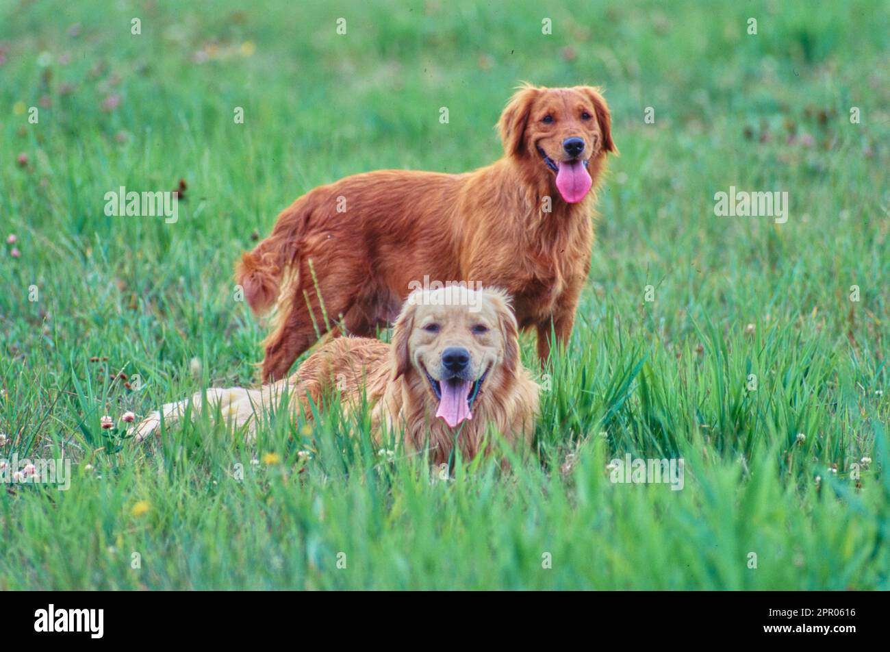Two golden retrievers outside in field with long grass Stock Photo - Alamy