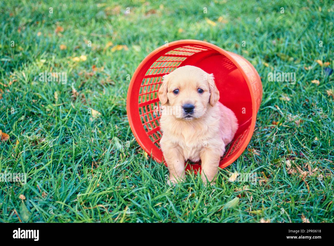 Golden retriever puppy sitting outside in small red laundry basket in ...
