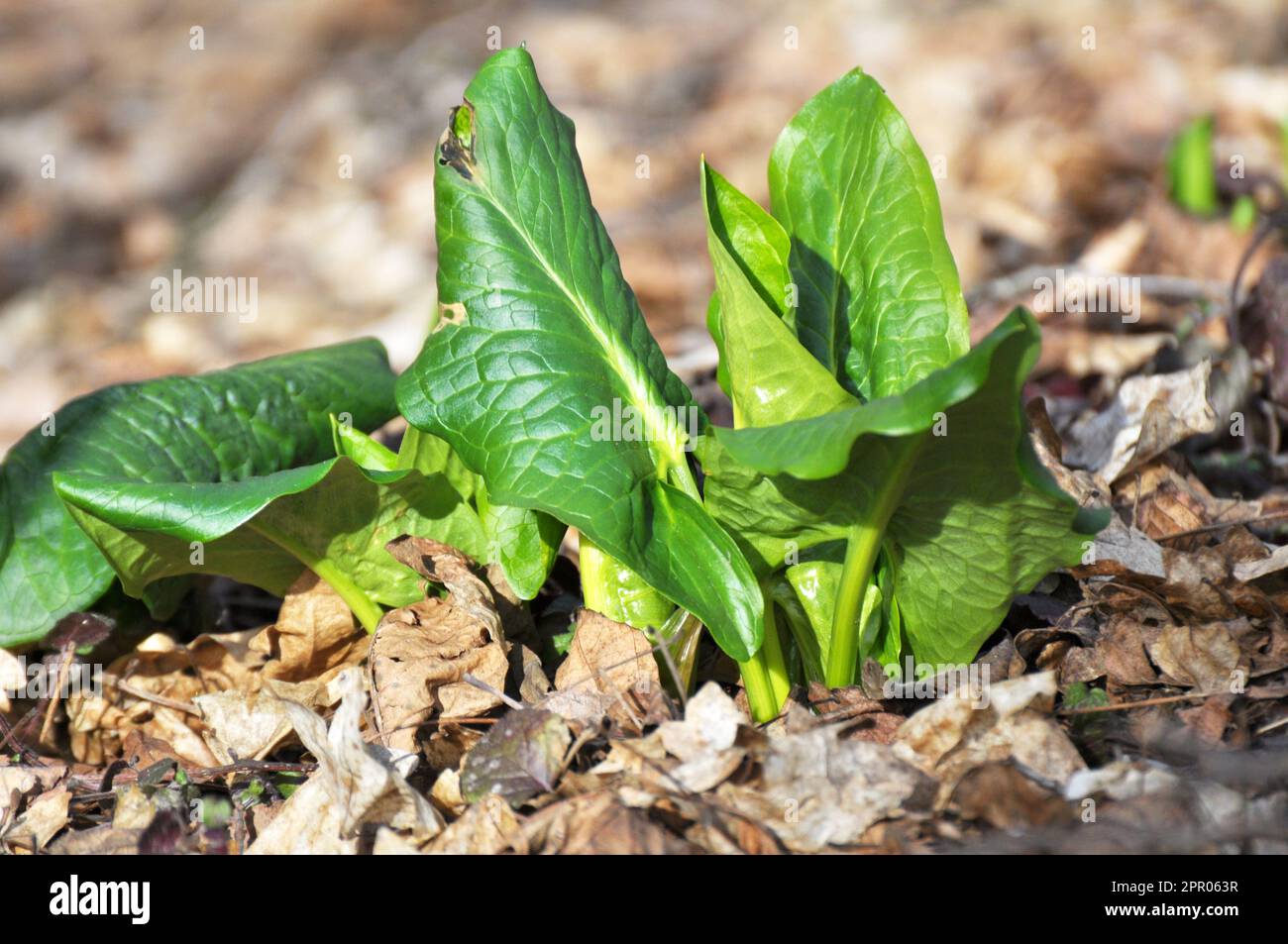 Arum (Arum besserianum) grows in the forest in early spring. Stock Photo