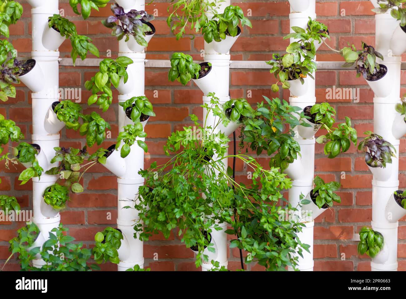 Vertical hydroponic system with aromatic herbs, basil, prezemulus