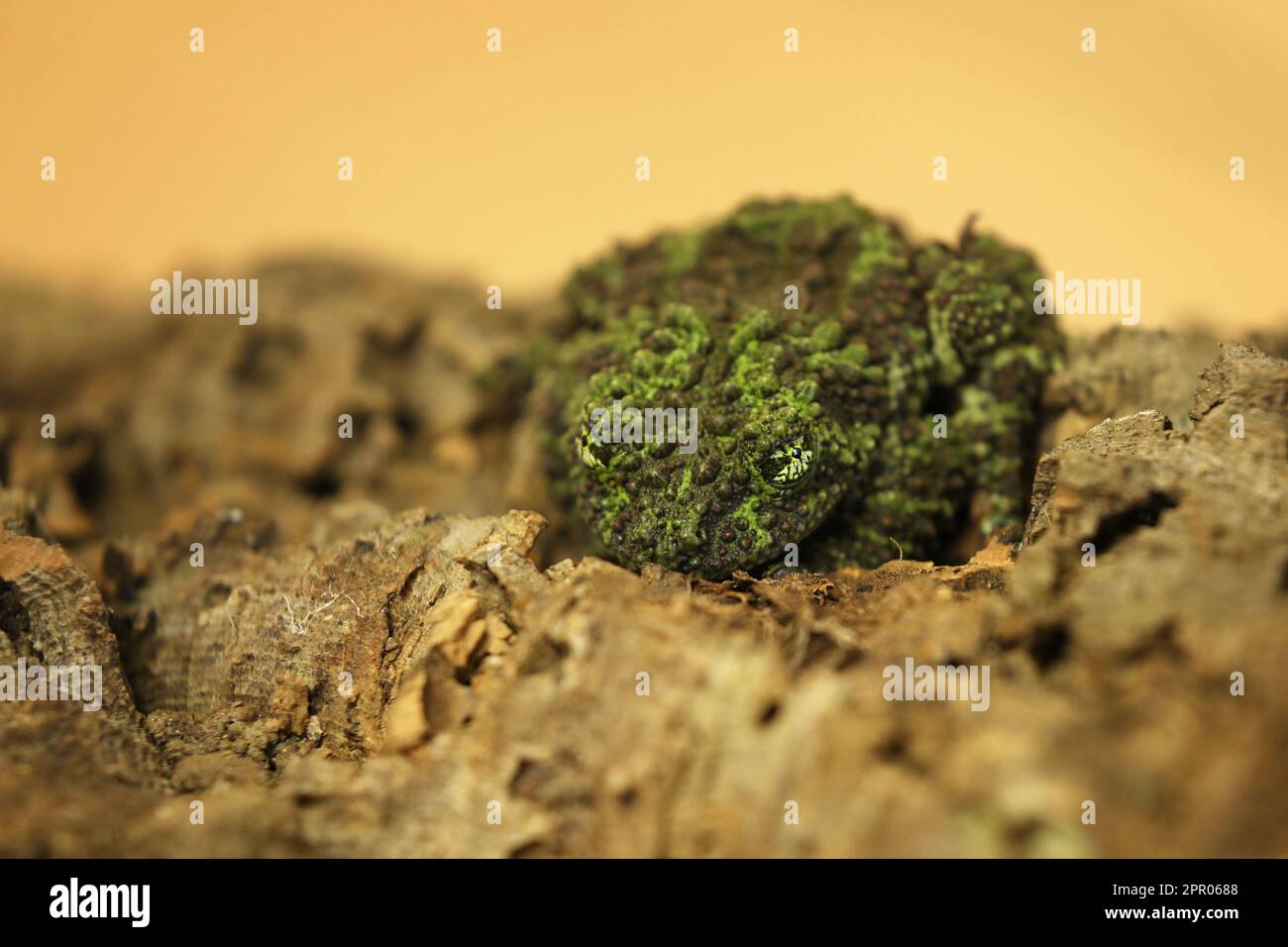 Mossy frog (Theloderma corticale), frog in the nature habitat, Vietnam. Widlife nature in Asia. Stock Photo