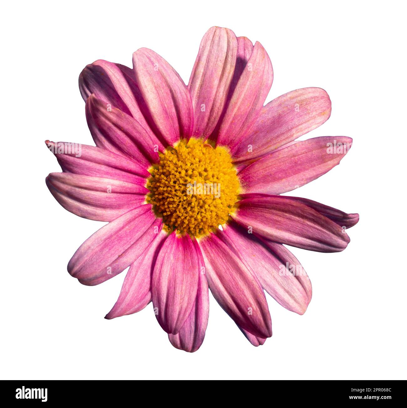 Daisy with pink petals isolated on white with clipping path included Stock Photo
