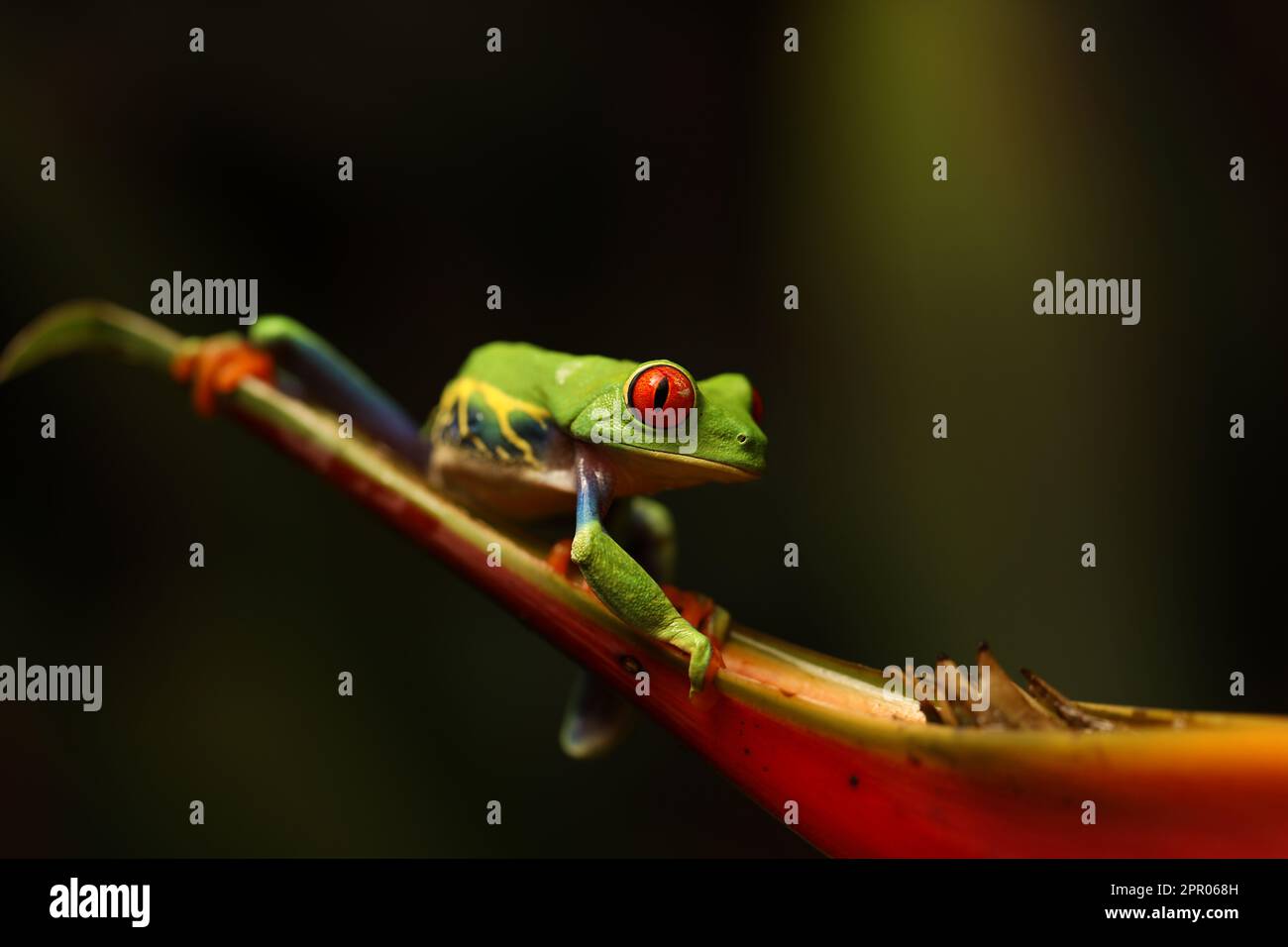 Red eyed tree frog on flower at border of Panama and Costa Rica in the tropical rainforest, cute night animal with vivid colors and big eye, agalychni Stock Photo