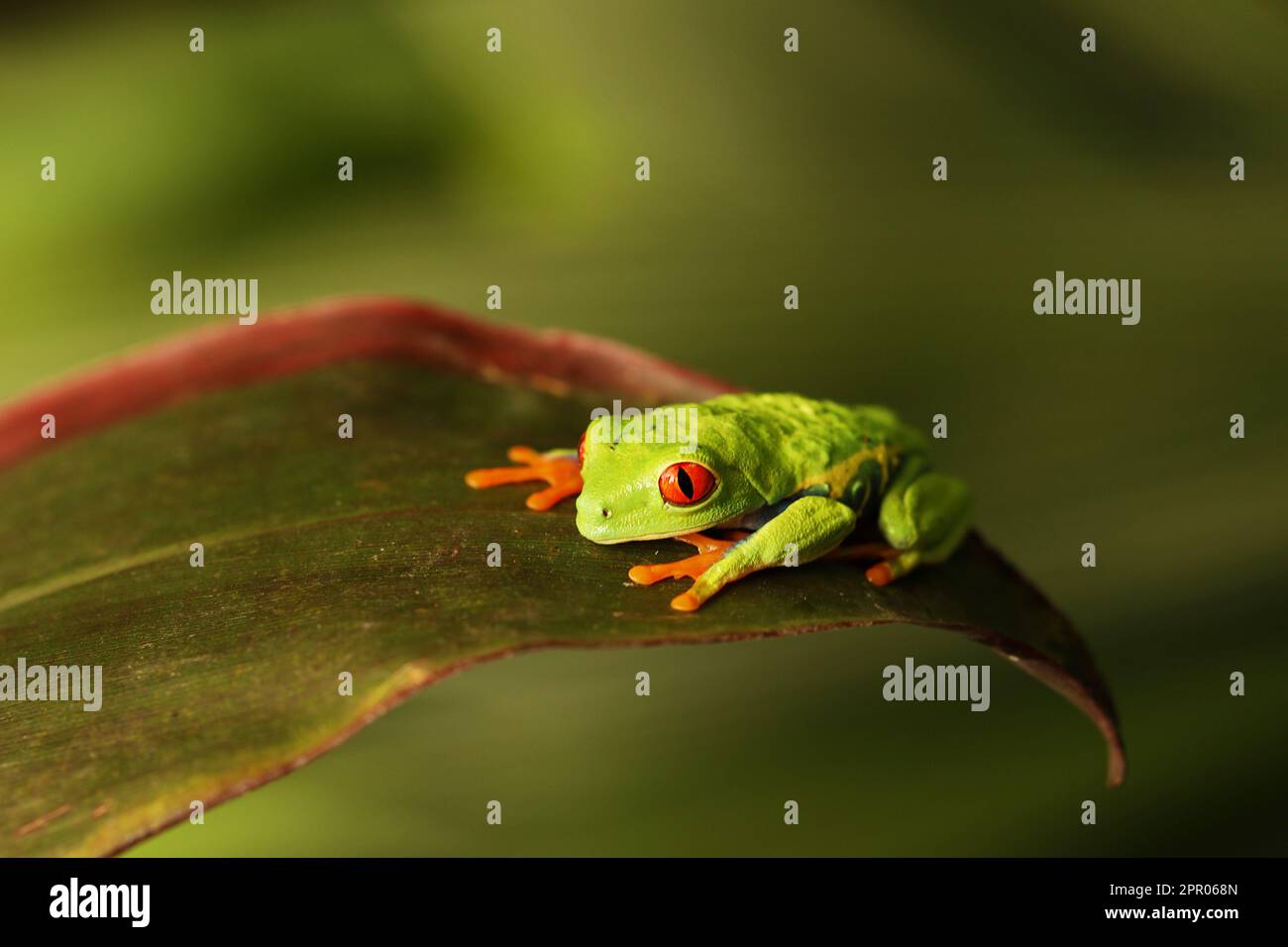 Red eyed tree frog on green leafe in Costa Rica in the tropical rainforest, cute night animal with vivid colors and big eye, agalychnis callidryas Stock Photo