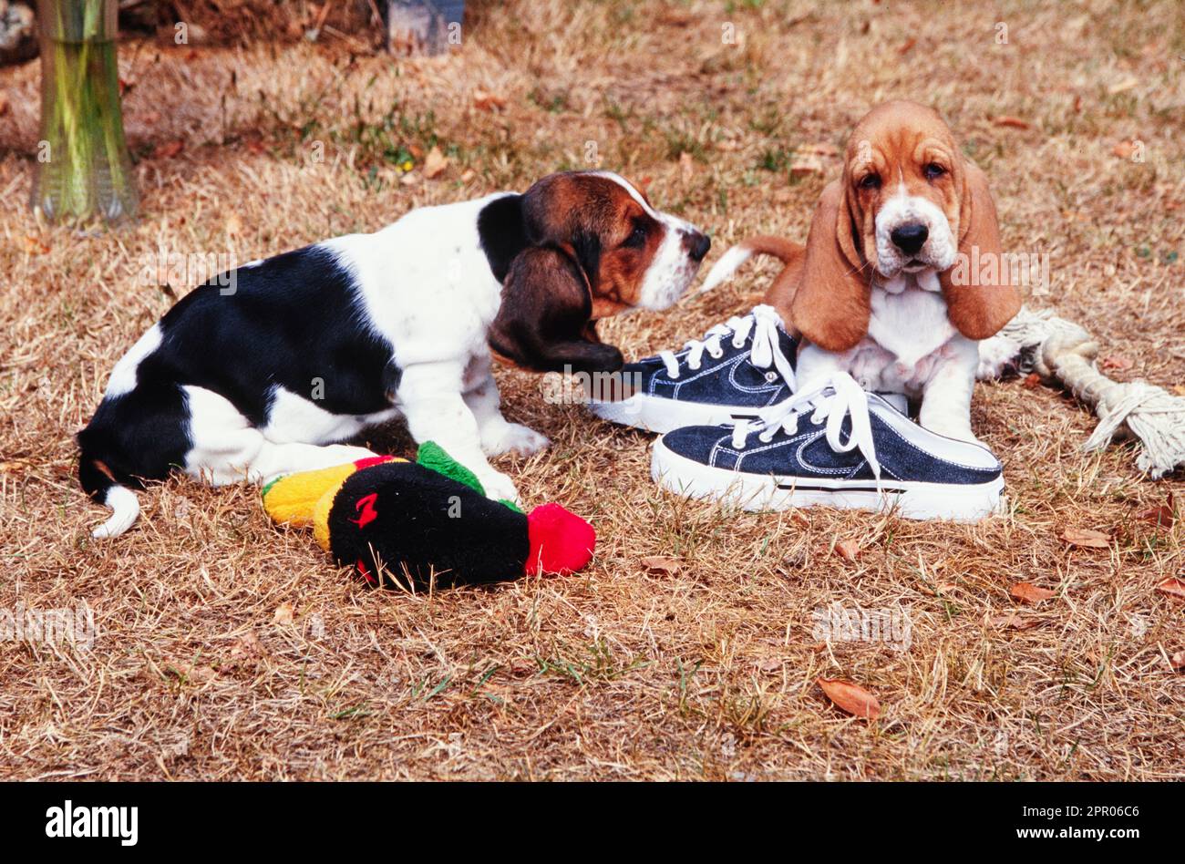 Basset hound slippers 2025