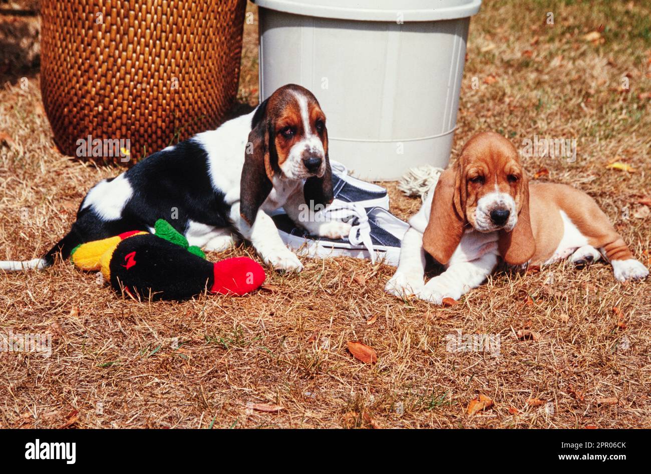 Basset hound shop logo shoes