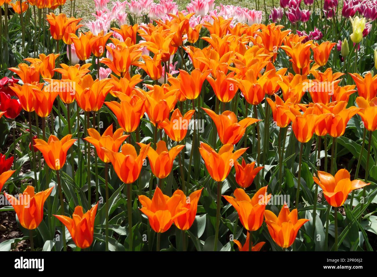 Lilyflowered Tulip, Tulipa "Ballerina", Orange tulips Ballerina Stock