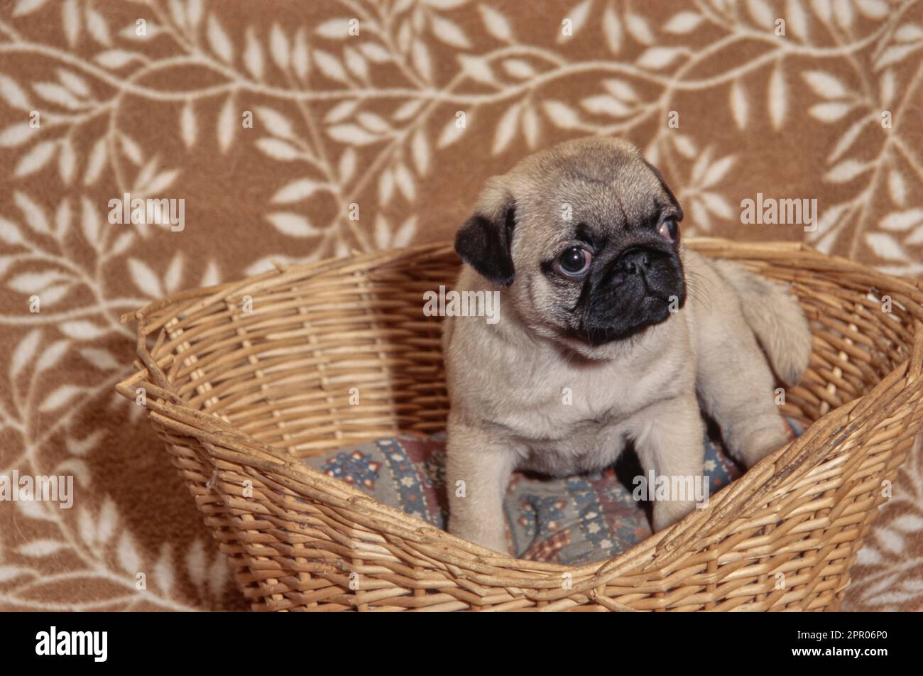 Pug puppy sitting in wicker dog beg on brown blanket with leaves design Stock Photo