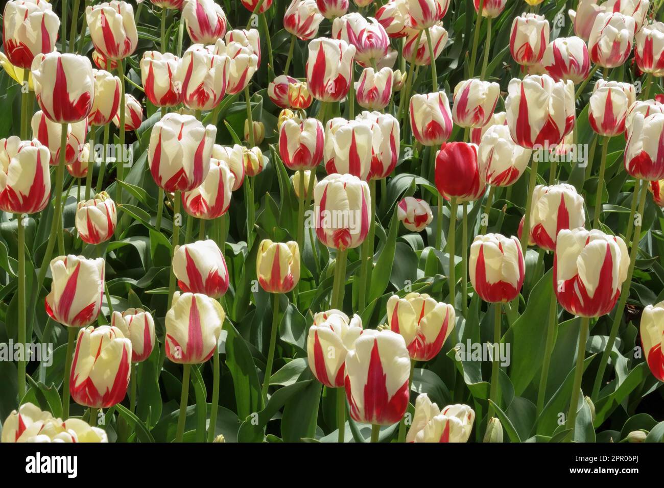 Single Late Tulip, Tulipa "World Expression", Tulips Stock Photo