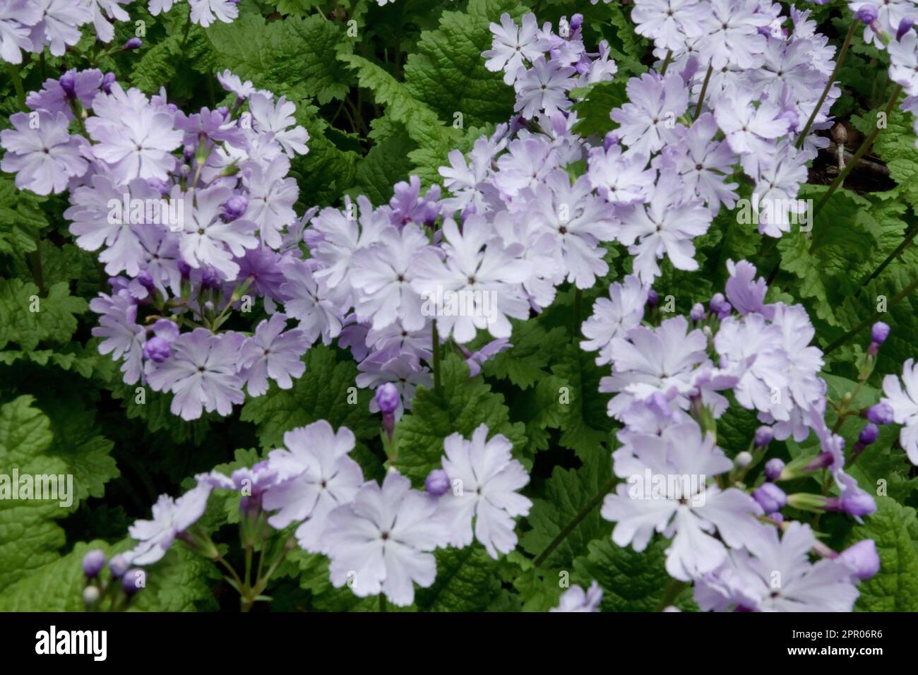 Asiatic Primrose, Primula sieboldii 'Jessica' Stock Photo
