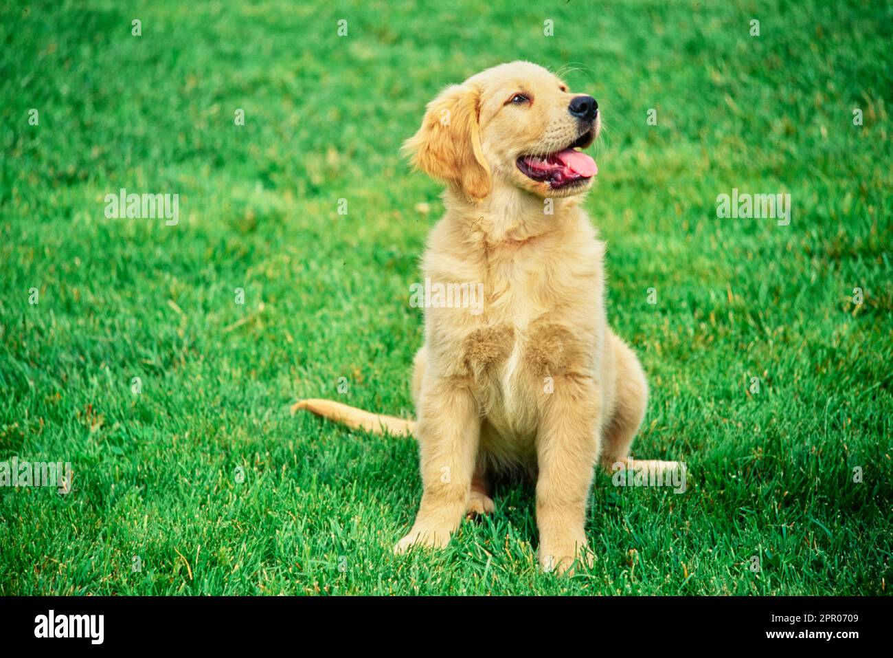 Young golden retriever sitting on lawn outside Stock Photo - Alamy
