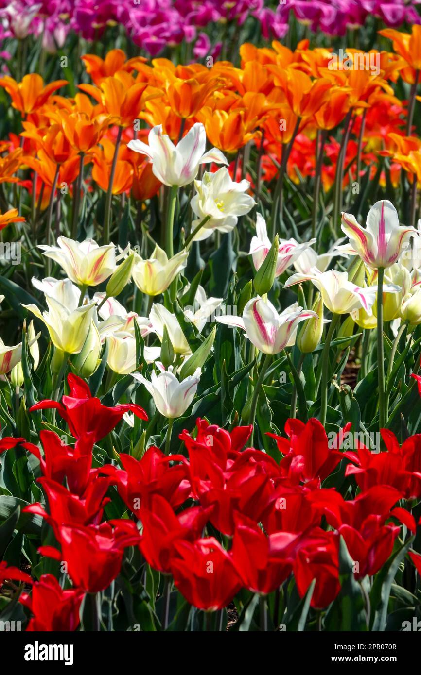 Colourful, Mixed, Tulips, Tulipa 'Moneymaker', Tulipa 'Holland Chic', Tulipa 'Ballerina', Garden, Red, White, Orange, Colour Stock Photo