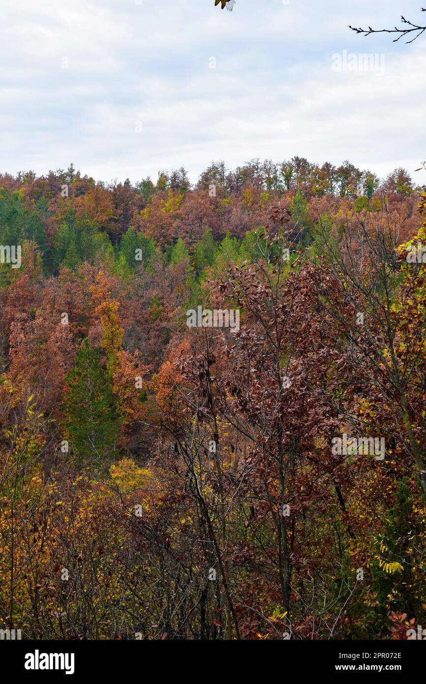 Autumn landscape. Dense forest, deciduous and evergreen trees. A ...