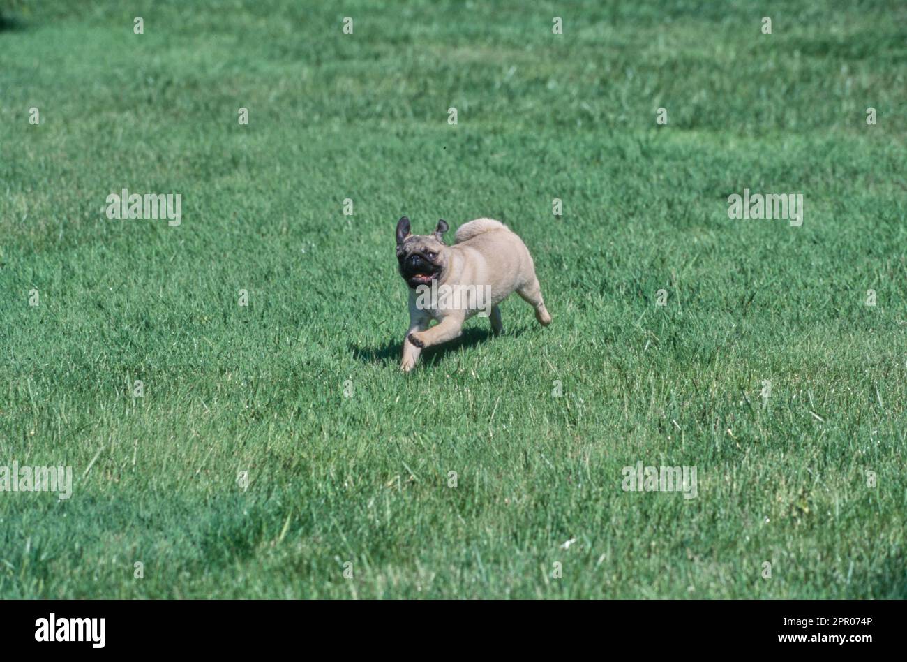 Pug running through grass outside with ears flipped up Stock Photo