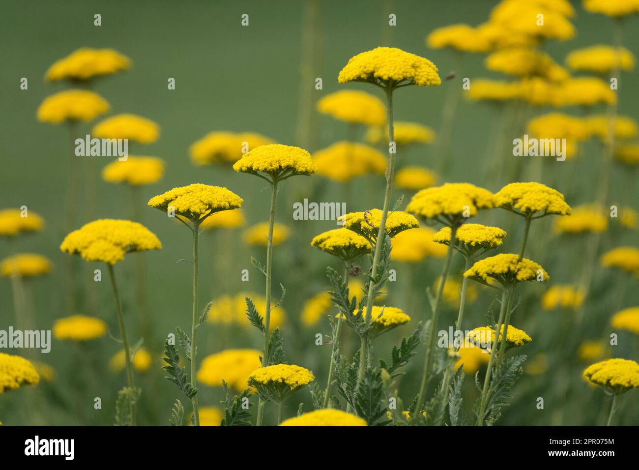 Yellow Fernleaf Yarrow, Achillea filipendulina 'Parkers Variety', Hardy, Perennial, Plants, Garden Stock Photo