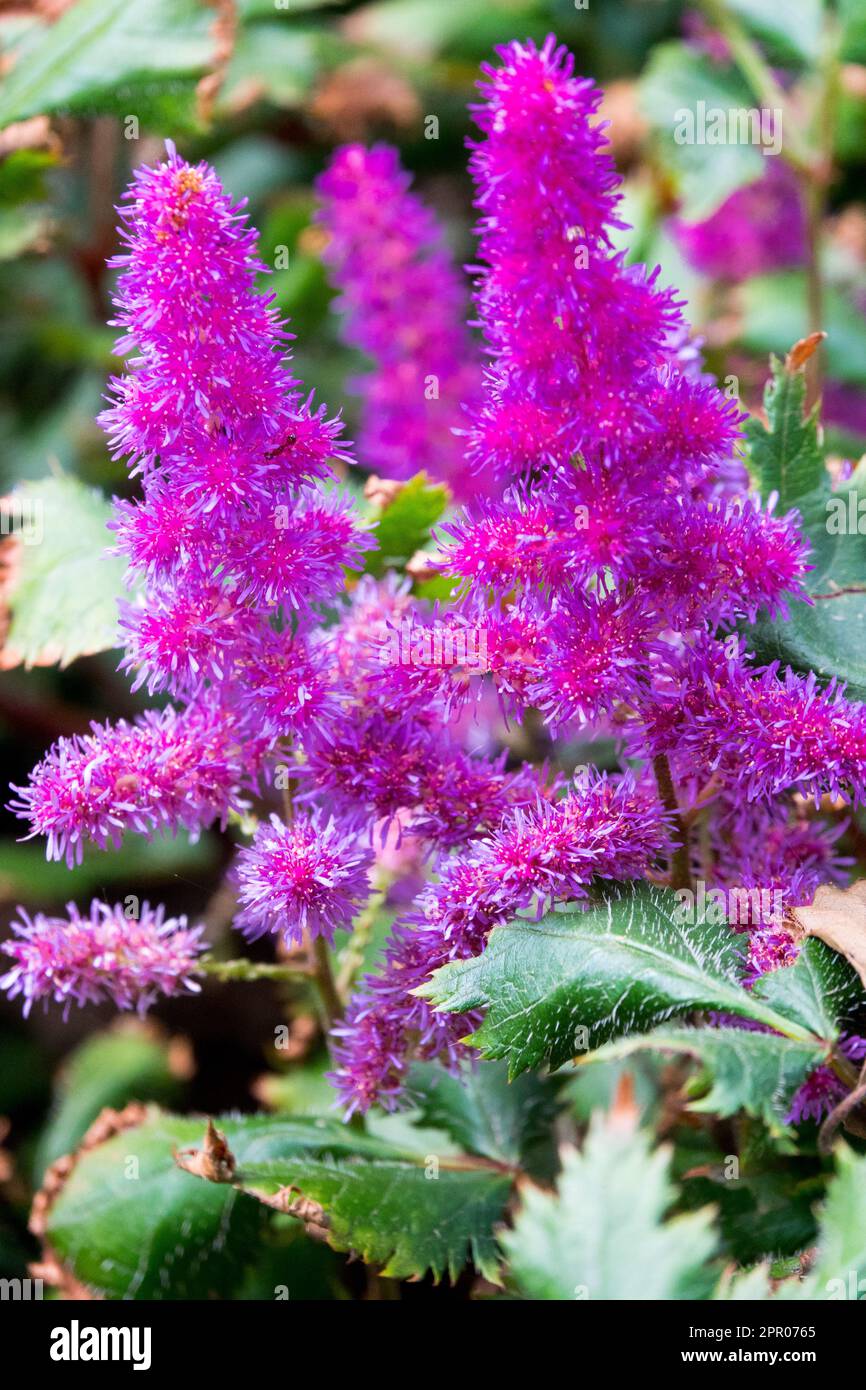 Purple, Astilbe chinensis, Astilbe rubra 'Vision in Red' Stock Photo