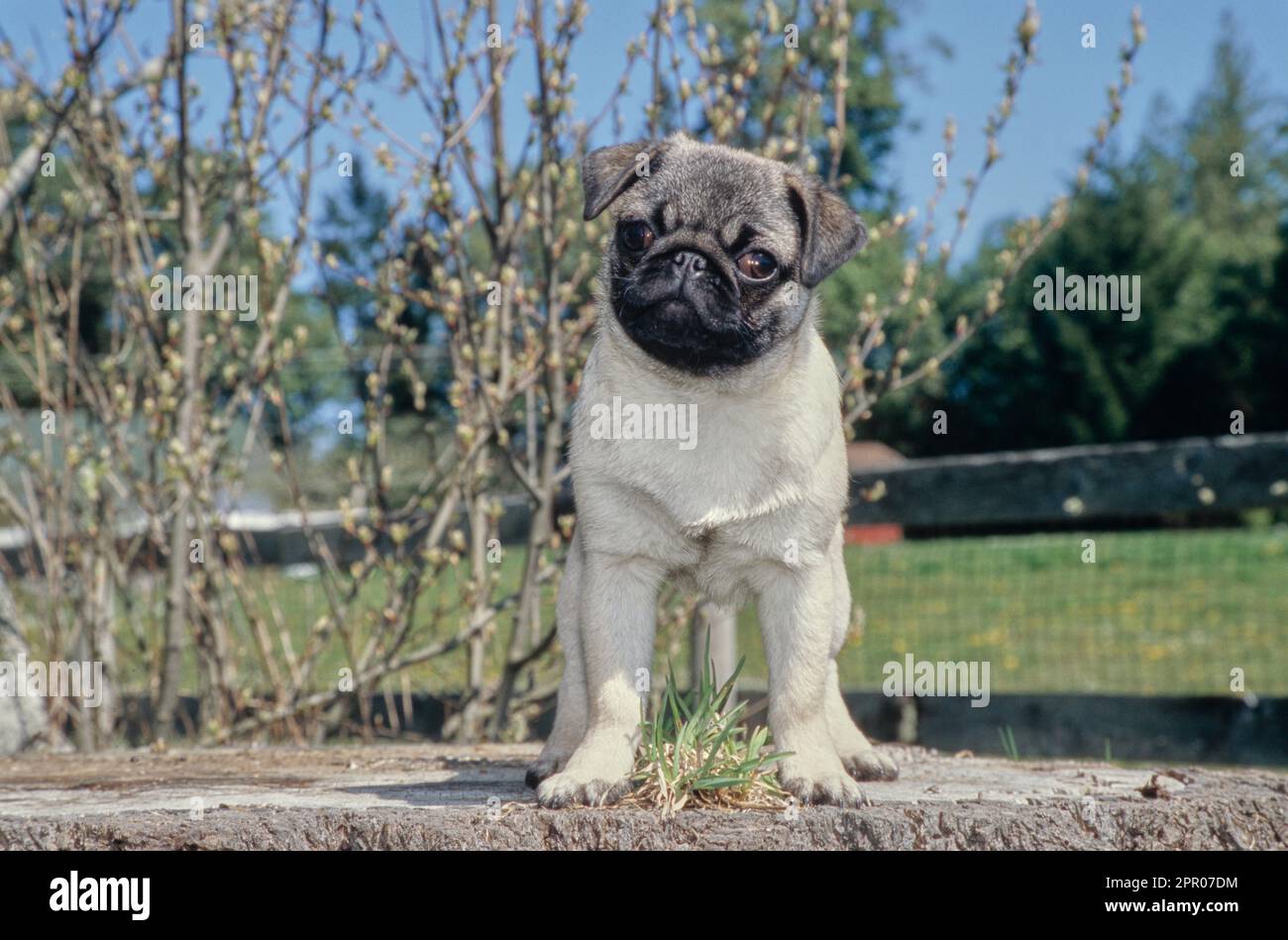 Pug puppy standing on tree stump outside near fence with head tilted Stock Photo