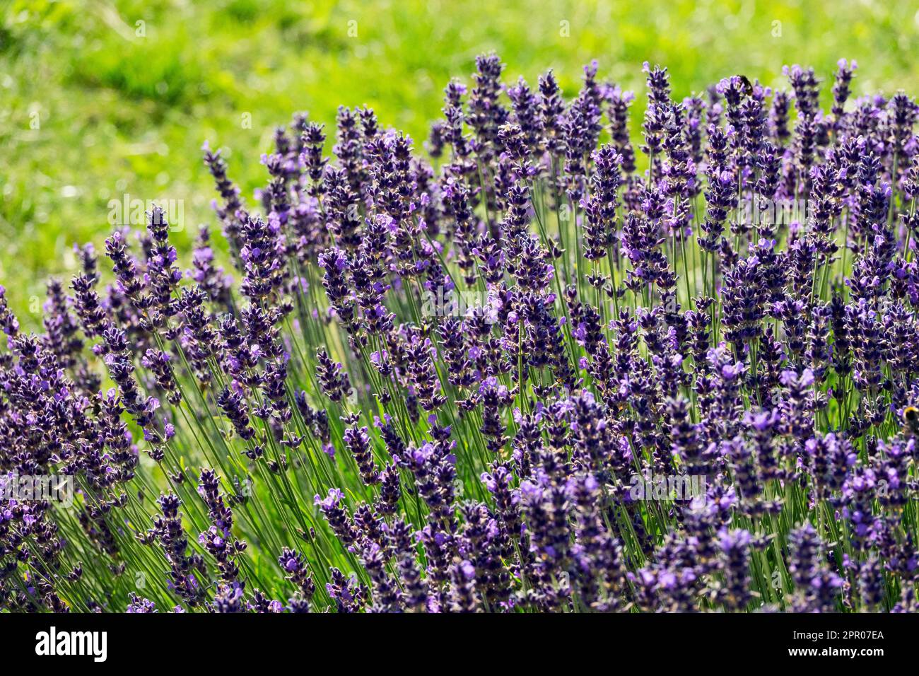 English Lavender 'Hidcote Blue', Lavender, Sweet-scented, Lavandula, Garden, Scented, Herbs, Bloom Stock Photo