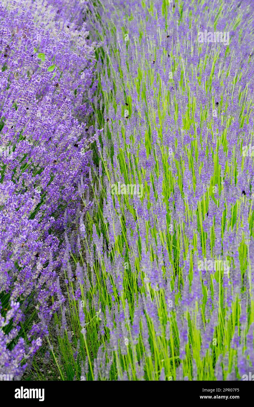 Sweet-scented Lavenders, Lavandula 'Beate', English Lavender, Lavandula 'Arabian Night', Scented, Garden, Herbs, Lavandula, Abstract plants summer Stock Photo