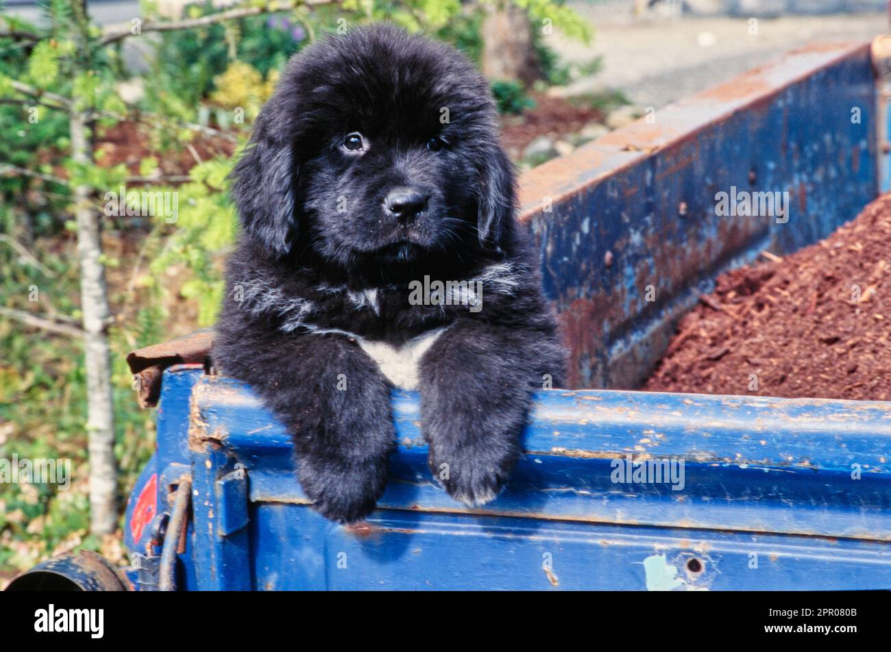 Newfoundland puppy sitting up on edge of blue truck bed outside Stock Photo Alamy