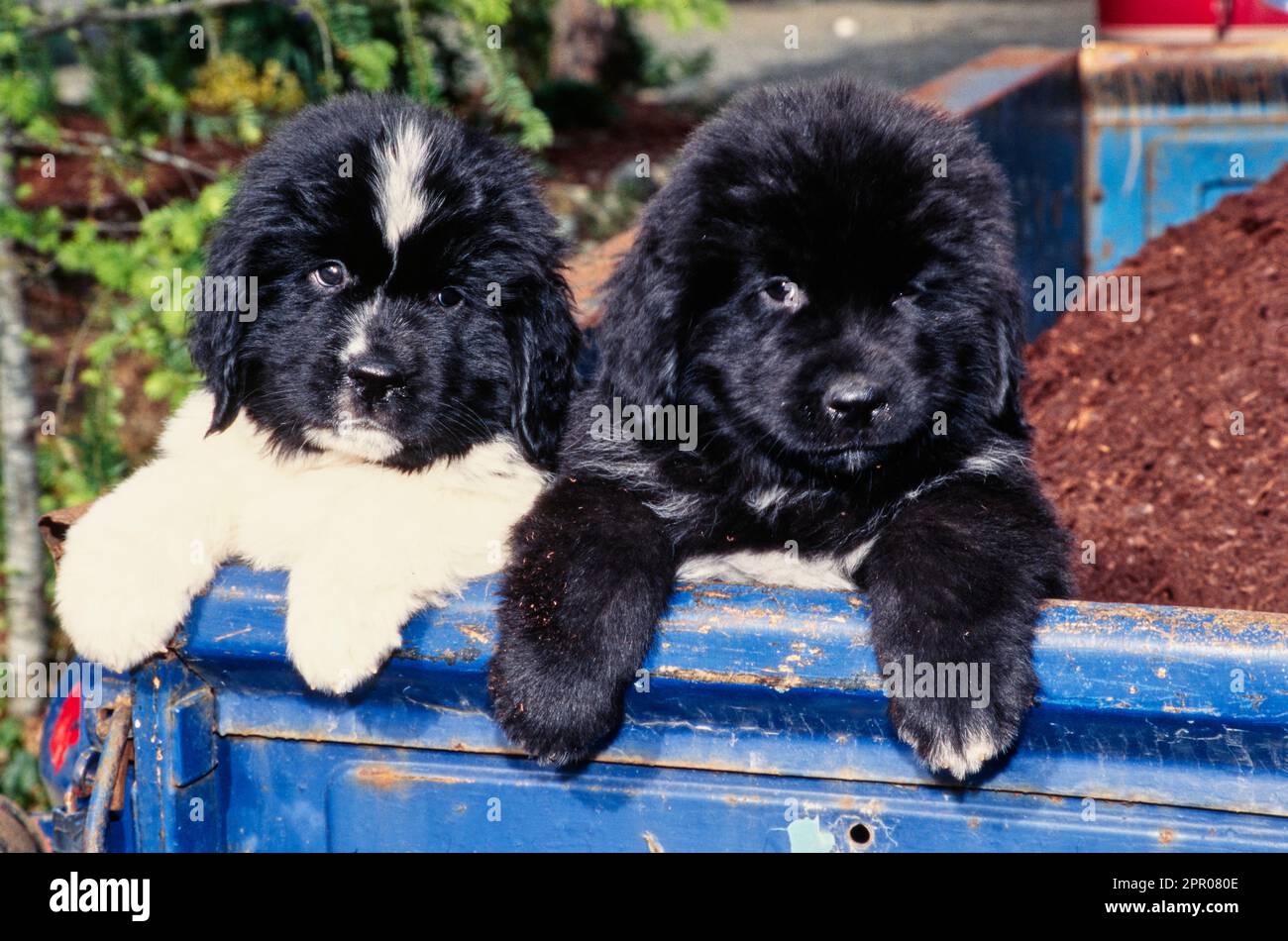 Blue newfoundland cheap puppies