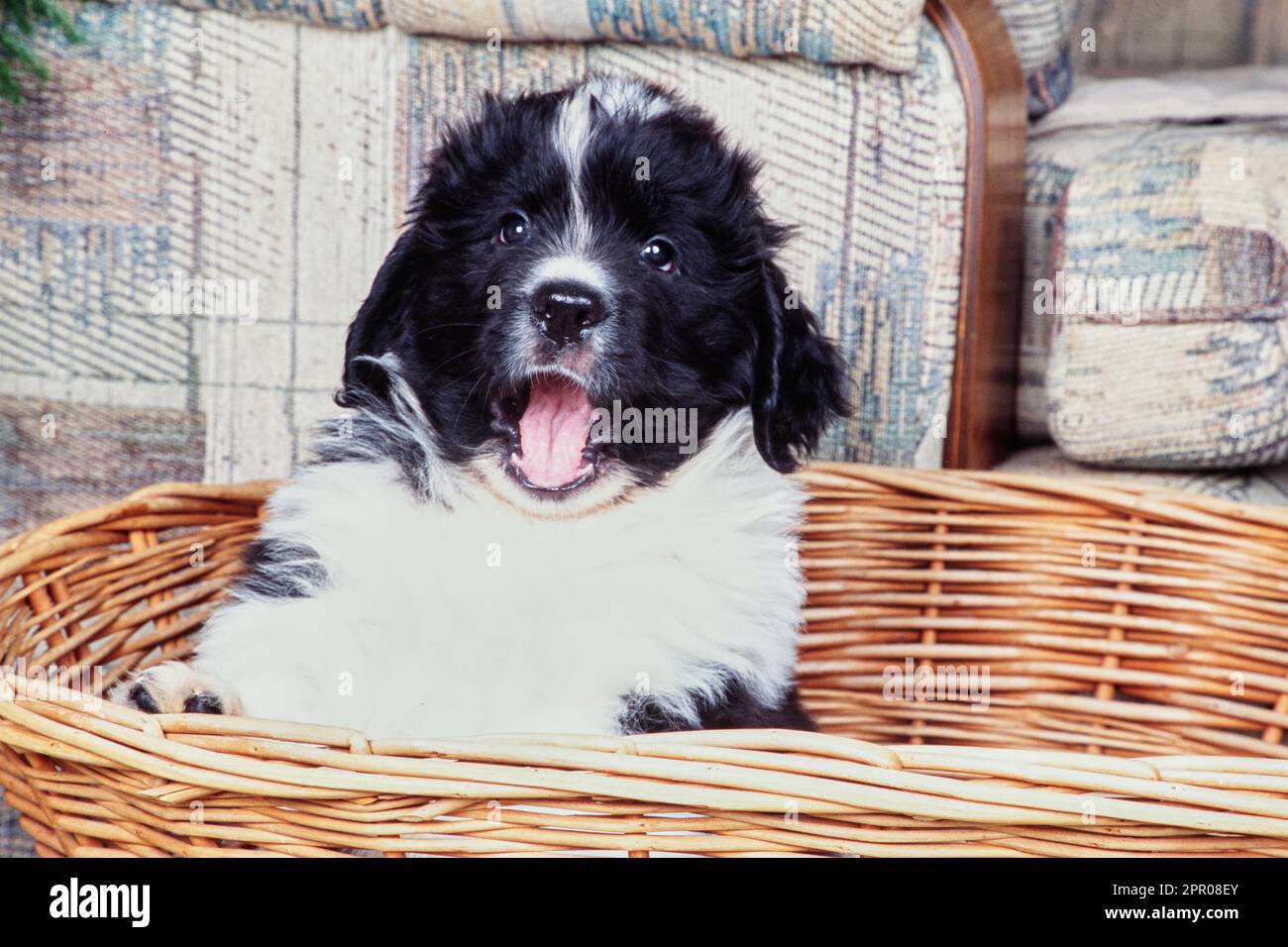 Newfoundland sitting in wicker basket near couch yawning Stock Photo
