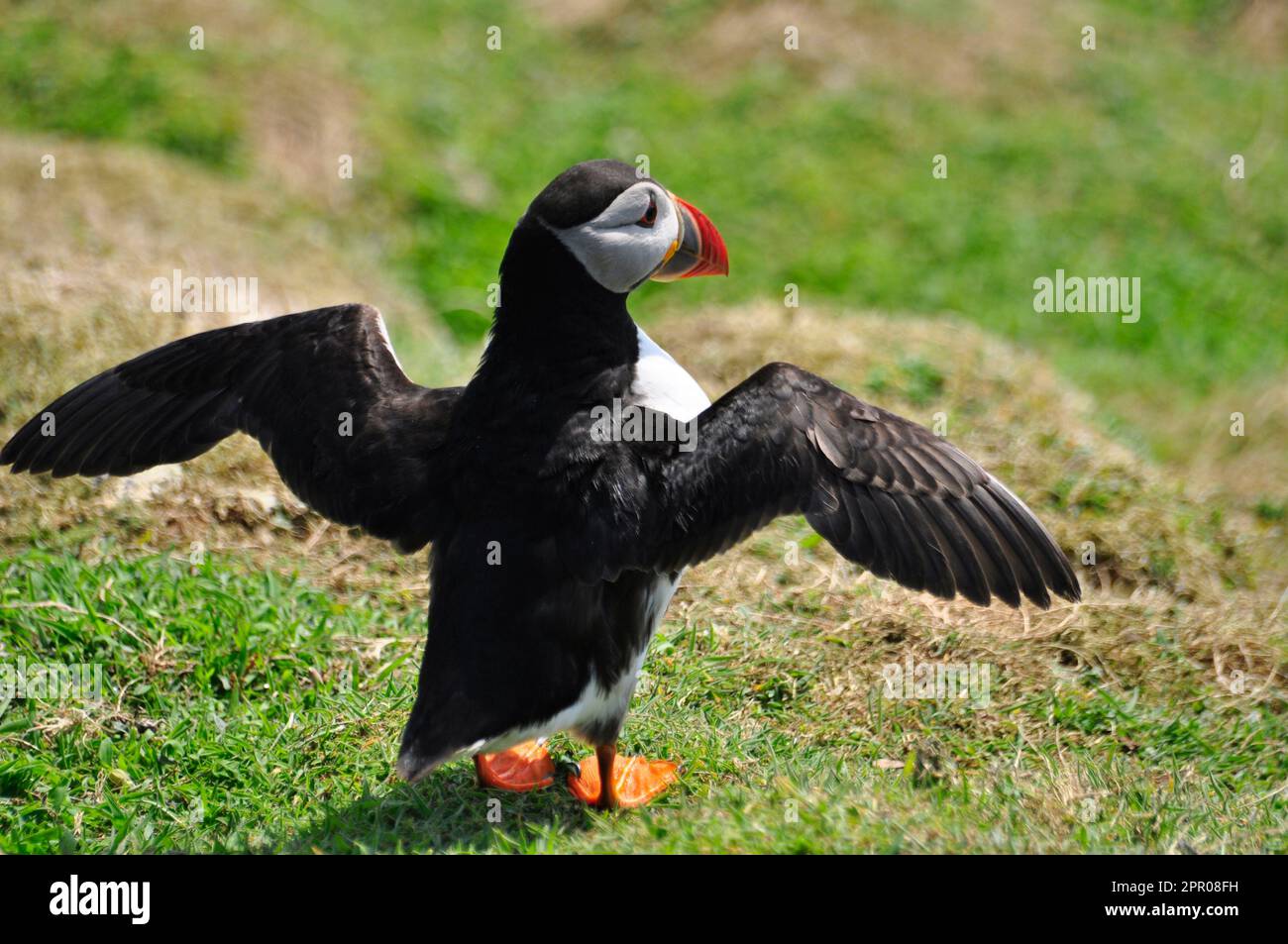 Puffin 'Fratercula arctica' appears from its burrow among grass cover and spreads its wingss on Skomer island off the Pembrokeshire coast.Wales,UK Stock Photo