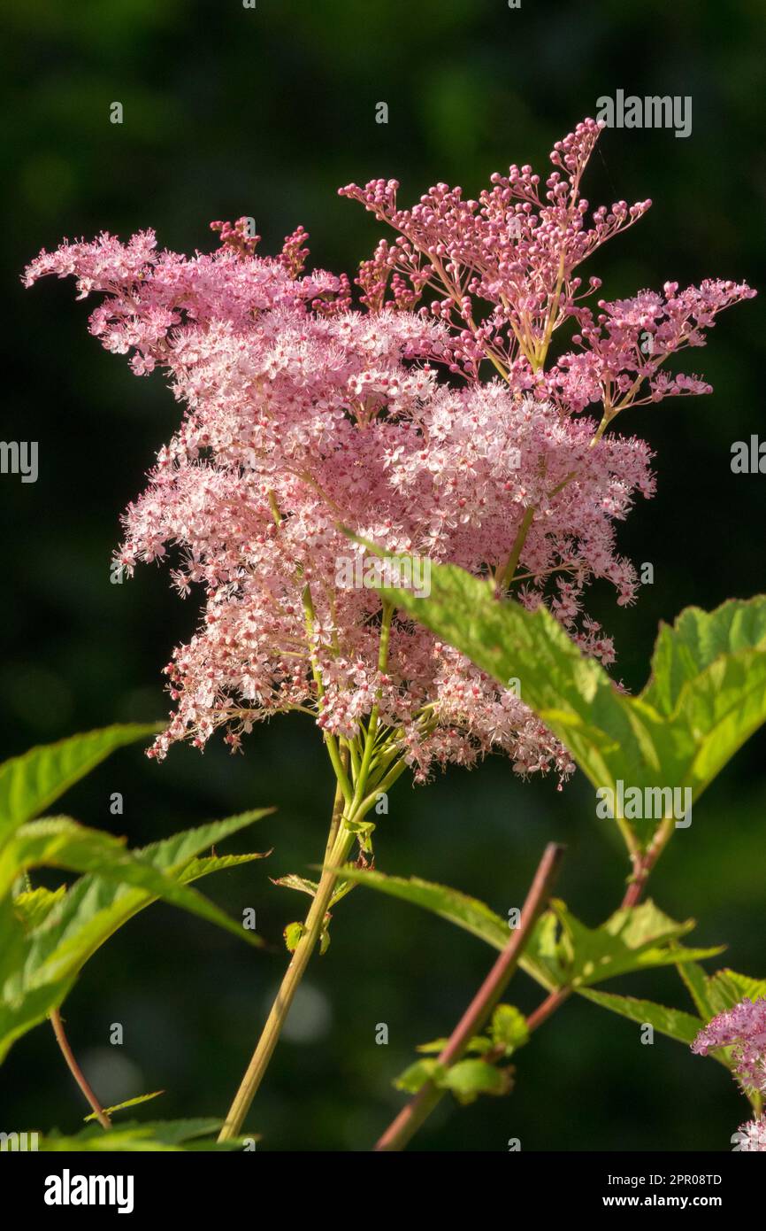 Queen of the Prairie, Filipendula rubra 'Venusta', Pink, Filipendula 'Venusta', Garden Stock Photo