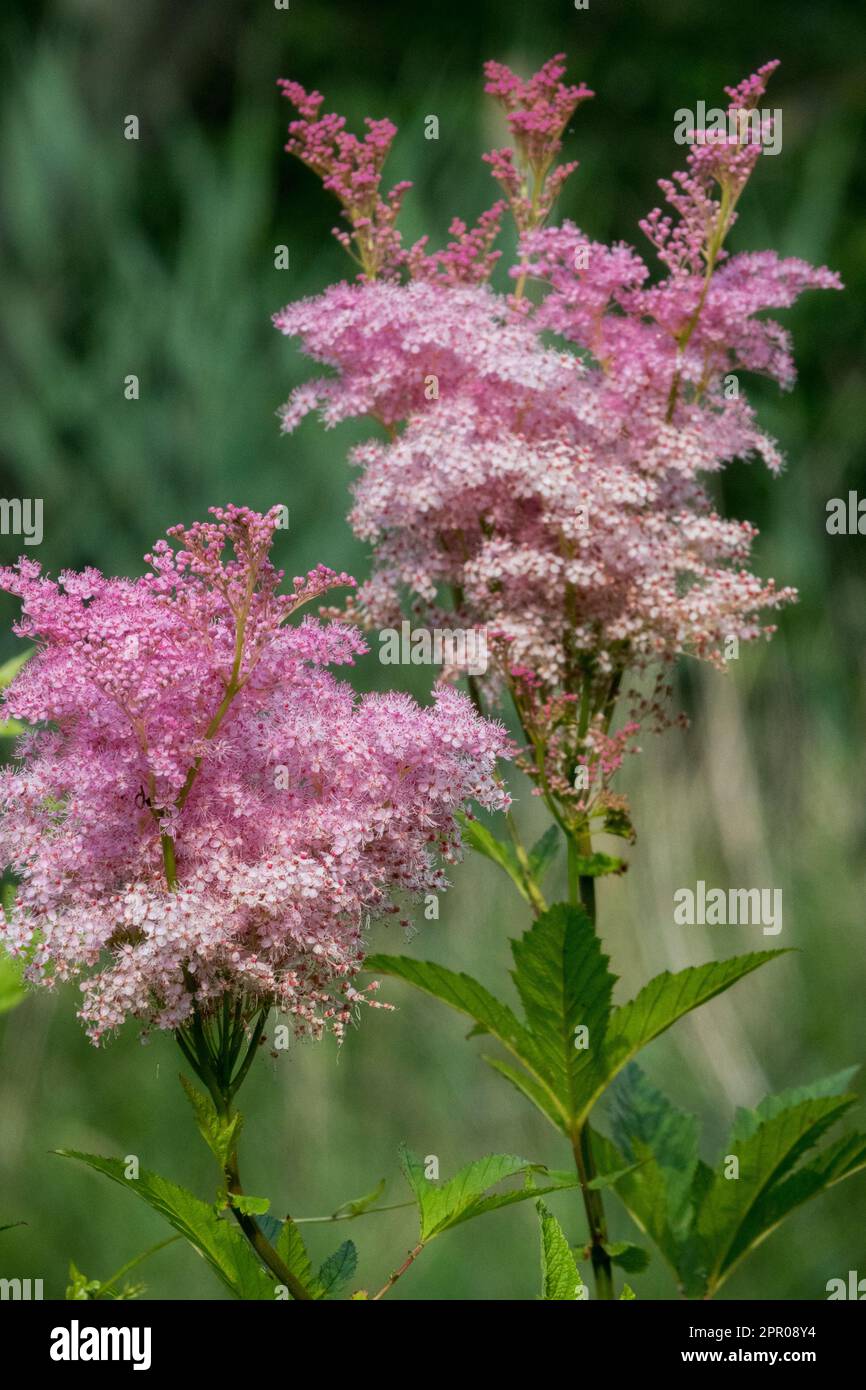 Filipendula rubra Venusta, Queen of the Prairie, Pink flower Stock Photo