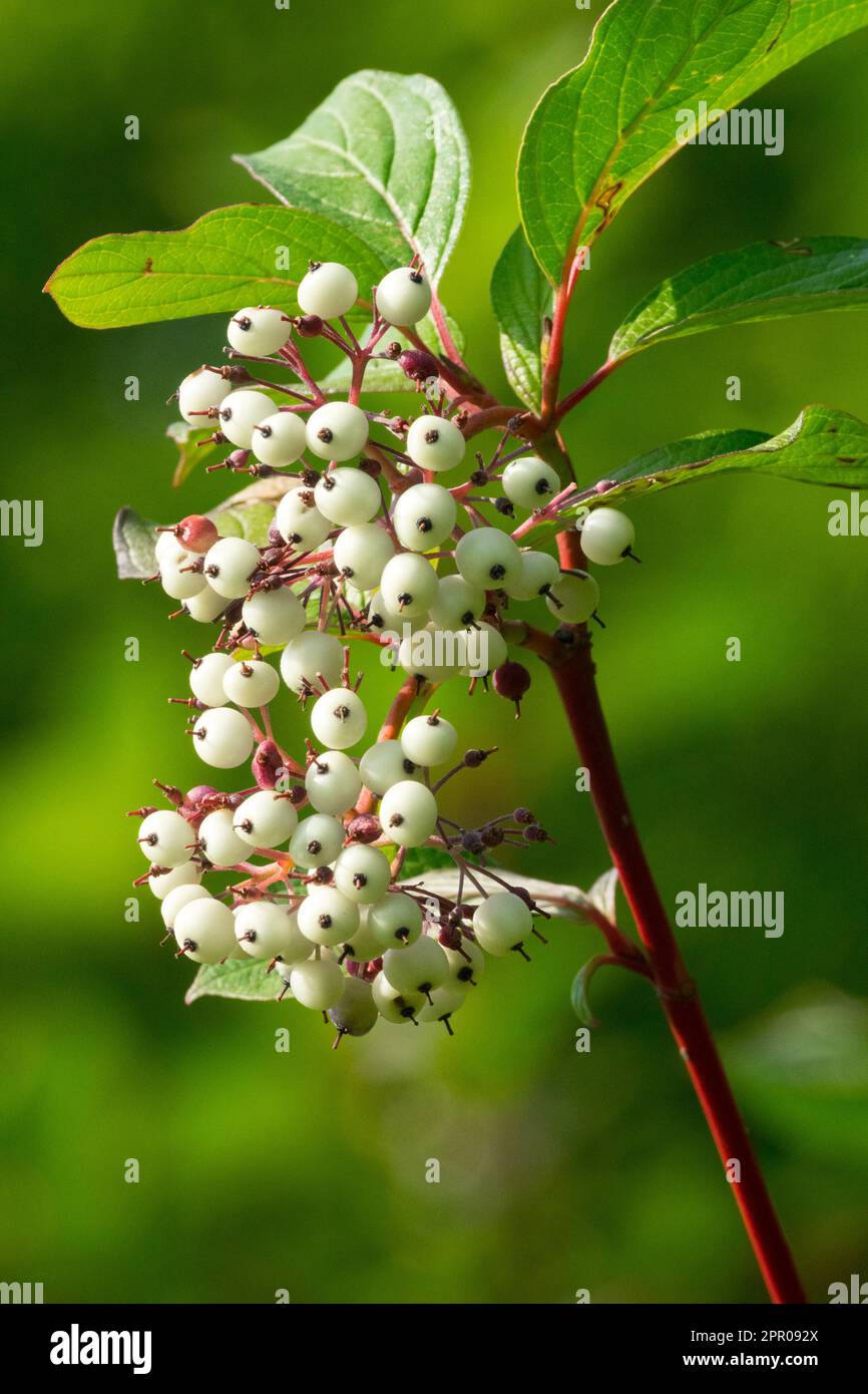 Red Twig Dogwood, Cornus alba 'Sibirica', Branch, Dogwood with berries Stock Photo