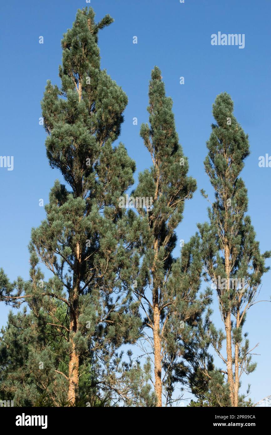 Coniferous tree, Scots Pine, Pinus sylvestris "Fastigiata", very narrow columnar trees Habitus Conifer trees Stock Photo