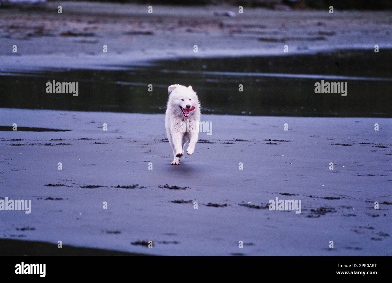 Samoyed running through the sand Stock Photo