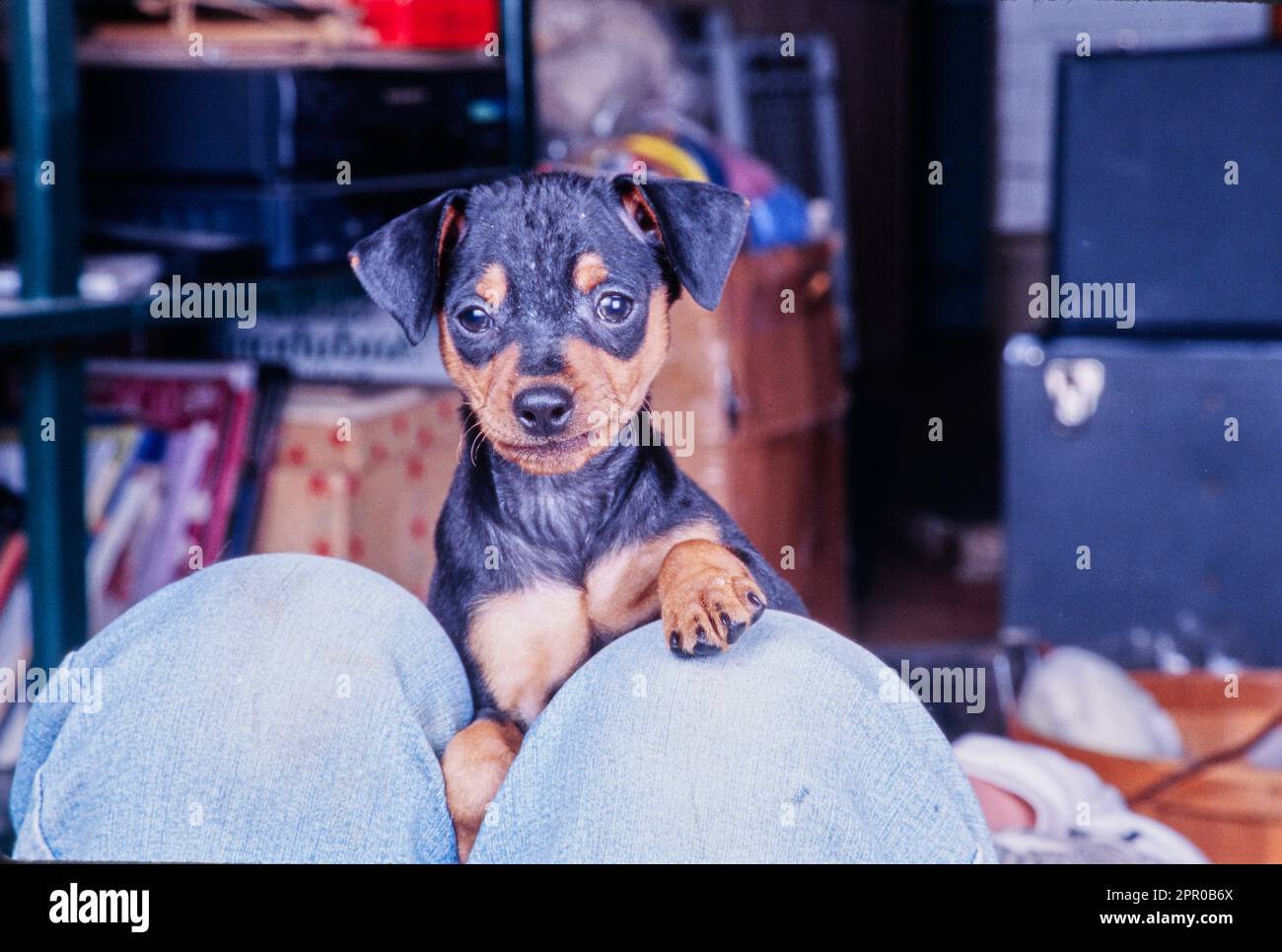 Mini Pinscher puppy on legs in jeans Stock Photo