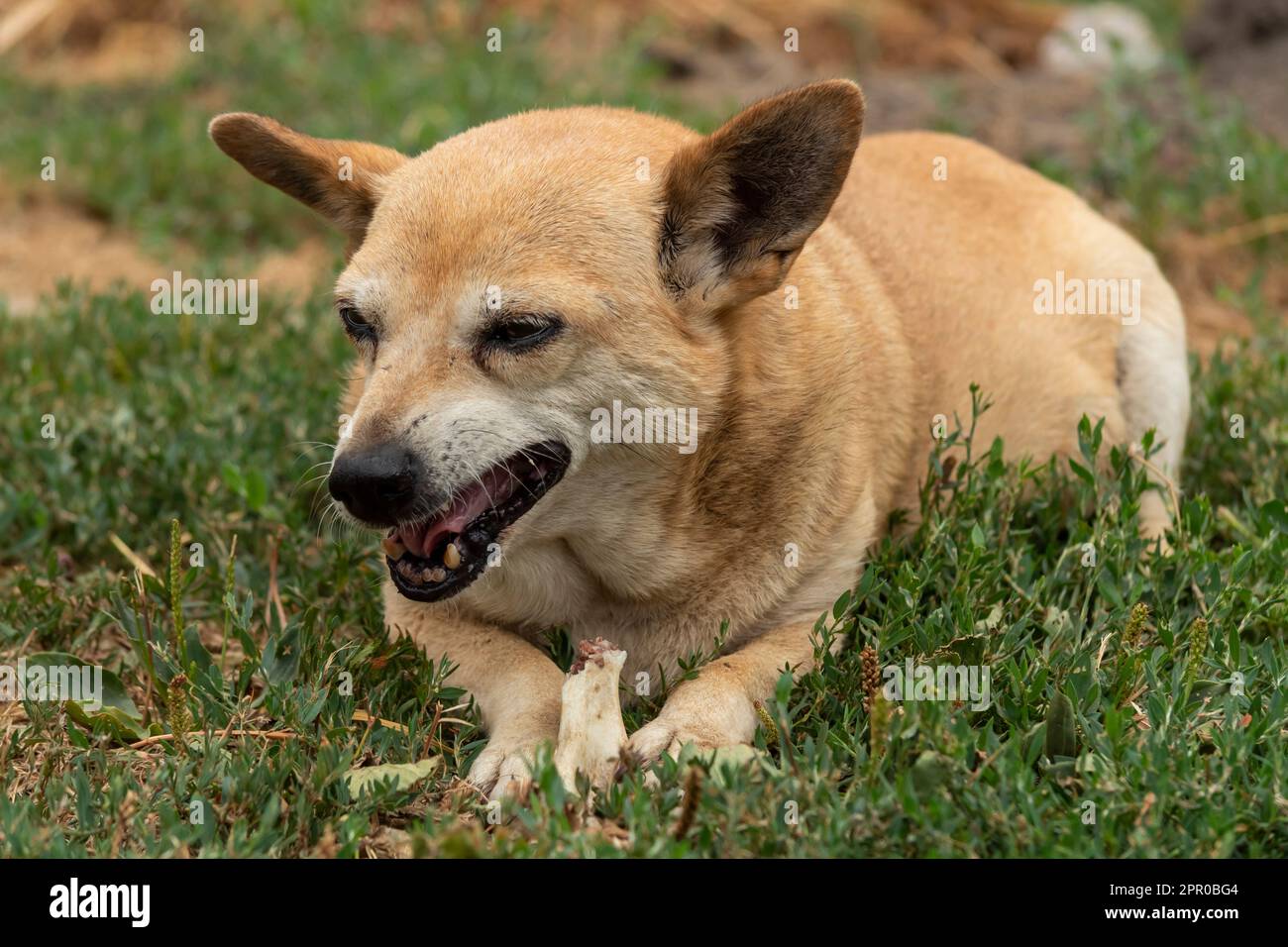 Old dog eating a bone on the grass Stock Photo Alamy